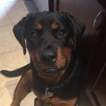 68238779_402118713752009_6948530320626941952_n