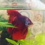 69257252_410171006280113_1439852889374720000_n