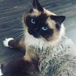 69632579_411626156134598_2176599325788864512_n