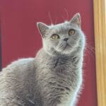 43085C79-9C51-4048-A7B5-23C158892529