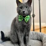 Cat - St Pattys
