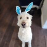 Dog - Easter