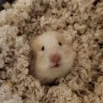 ISpv-conv-attach-142366447