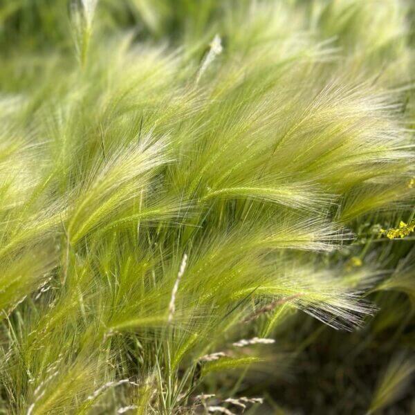 Foxtail Weeds