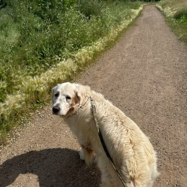 wats-conv-attach-242459341