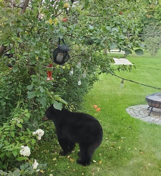 Bear in the park