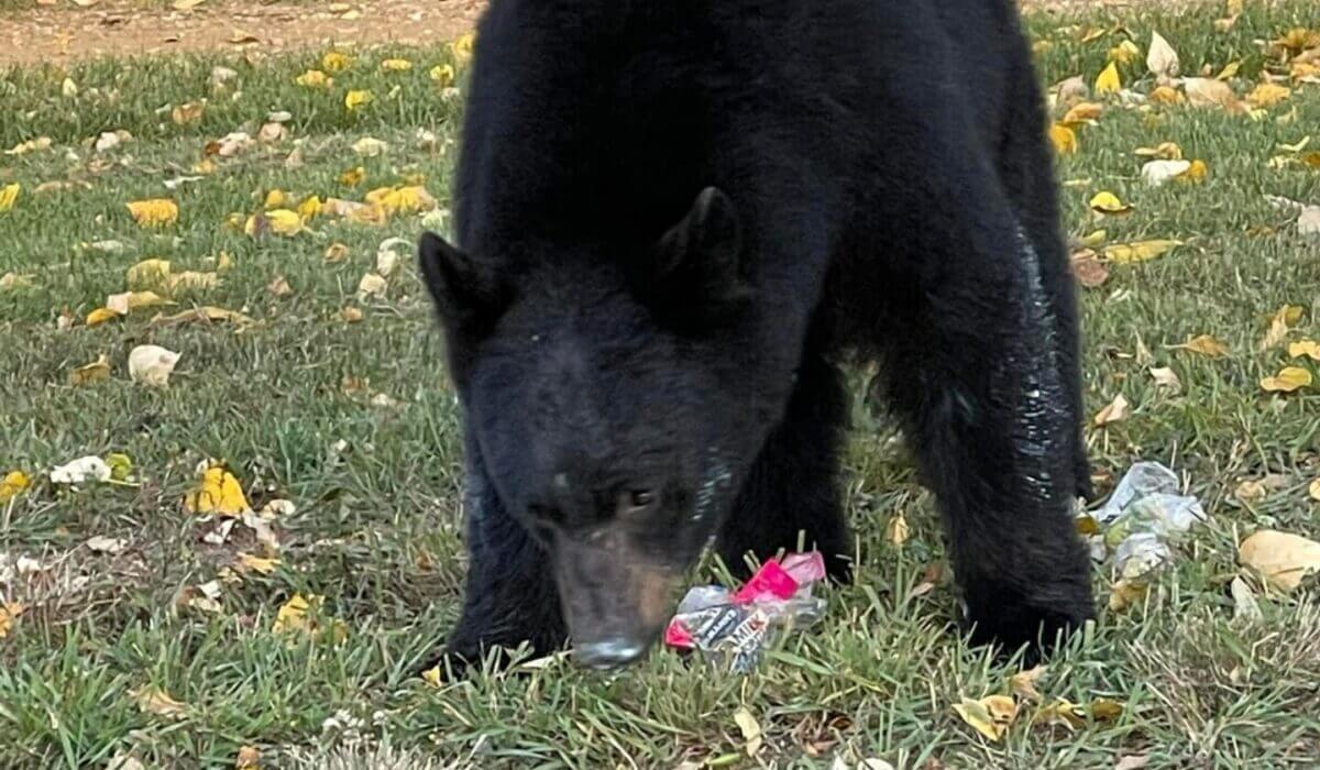 Bear looking for food