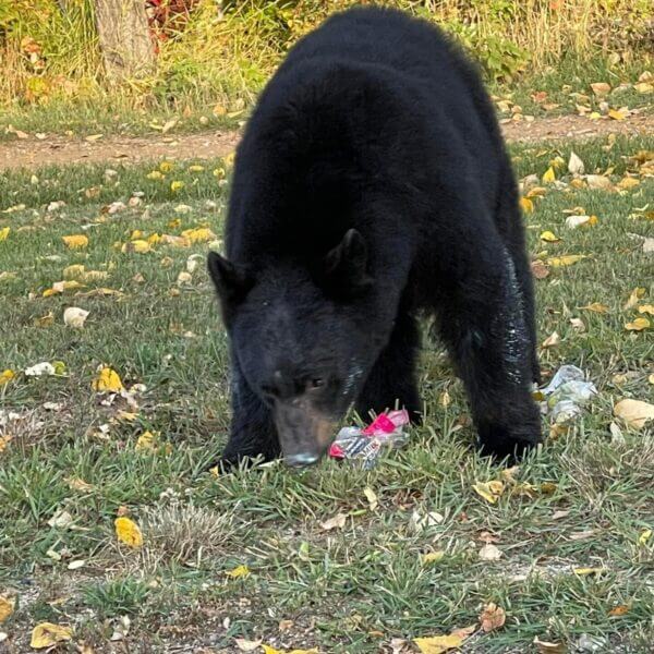 Bear looking for food