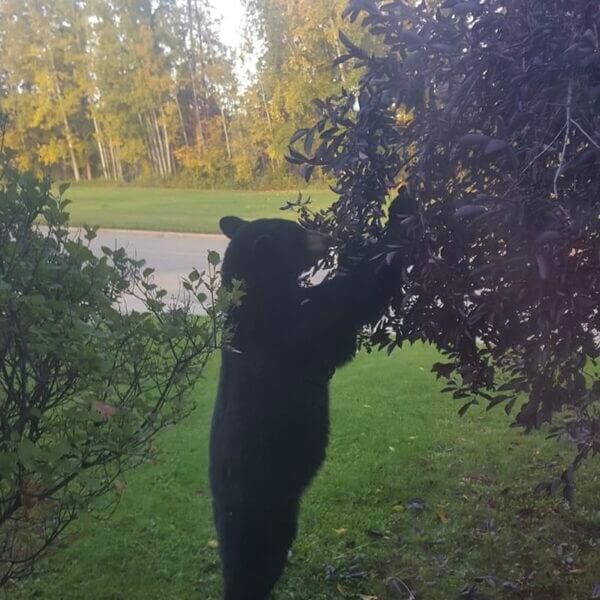 Bear shaking trees