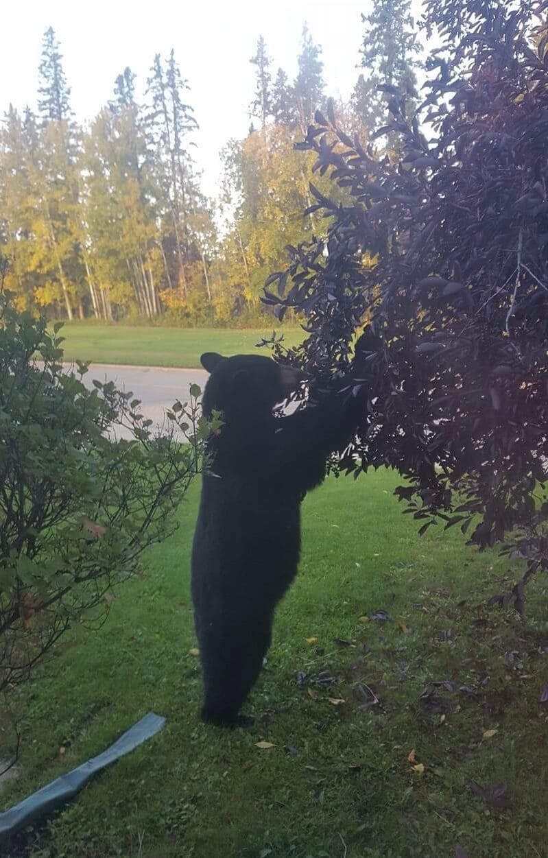 Bear shaking trees