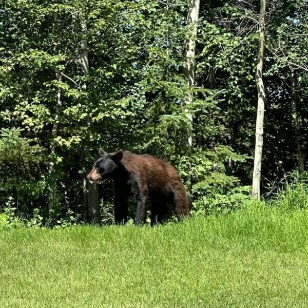 Bear watching