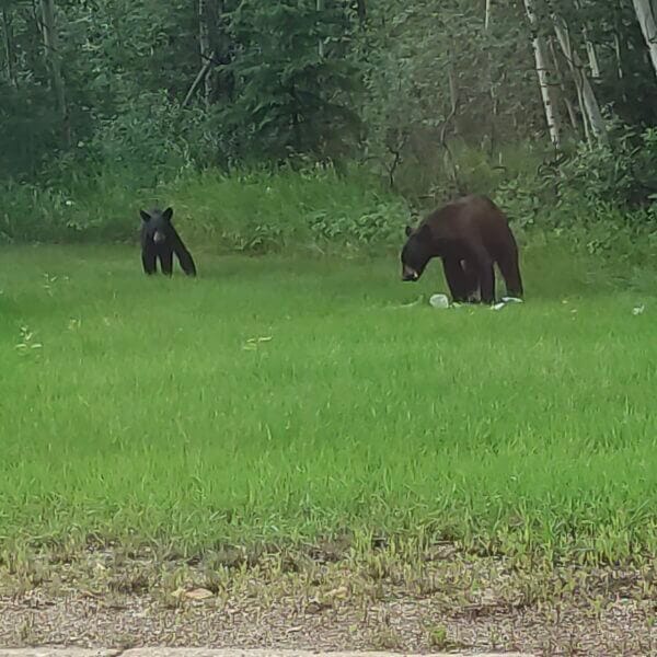 Bear with child