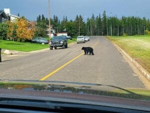 bear crossing road