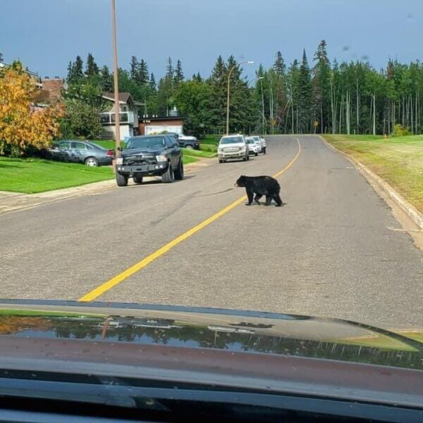 bear crossing road