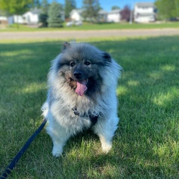 3MXN-conv-attach-120352248