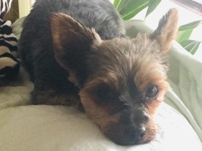 66281872_388477305116150_91494236607741952_n