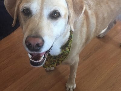 67632920_398768820753665_4499980722286624768_n