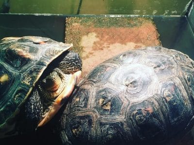 67696590_399326540697893_4406495167041765376_n