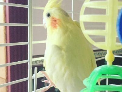 67802942_399326624031218_2304760166353993728_n