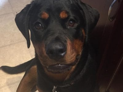 68238779_402118713752009_6948530320626941952_n