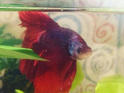 69257252_410171006280113_1439852889374720000_n