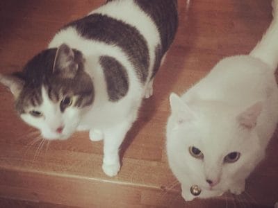 69508355_406957046601509_6708640535831117824_n