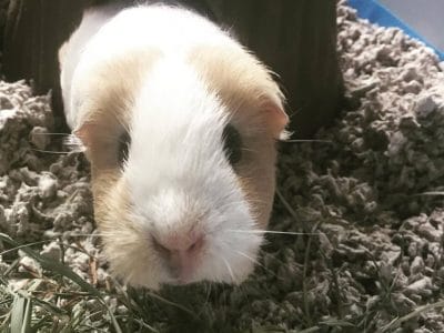 69932394_414237229206824_4290604085968633856_n