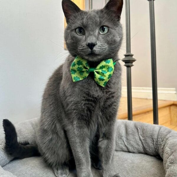 Cat - St Pattys