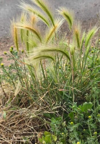 Foxtail Shrubs