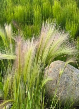 Foxtail in rocks