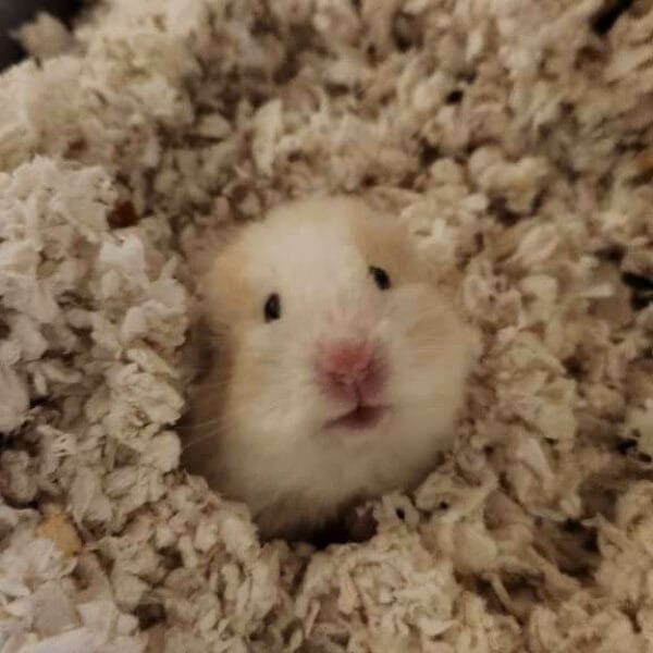 ISpv-conv-attach-142366447