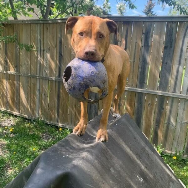 Kl7o-conv-attach-111027767