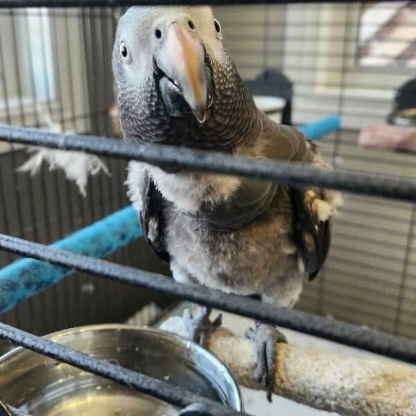 VZob-conv-attach-153375029