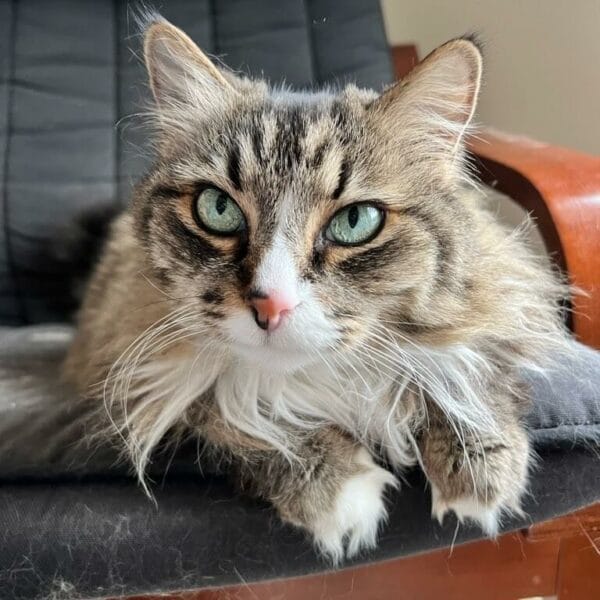 Xoxm-conv-attach-117557933