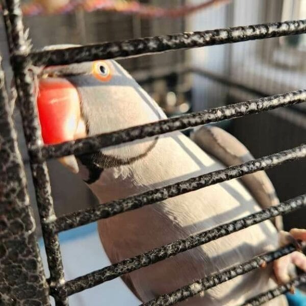 ZL2Y-conv-attach-153411759