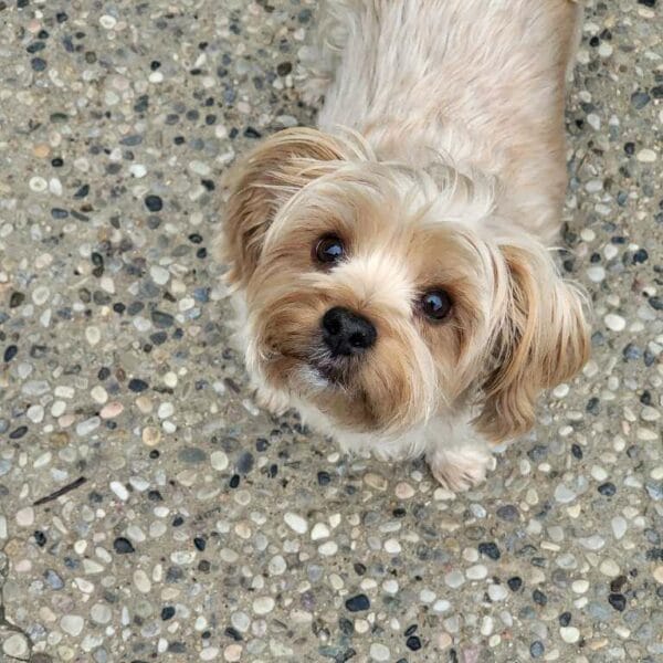 nMGe-conv-attach-124348870