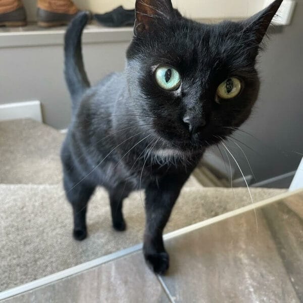 pUEL-conv-attach-110926707