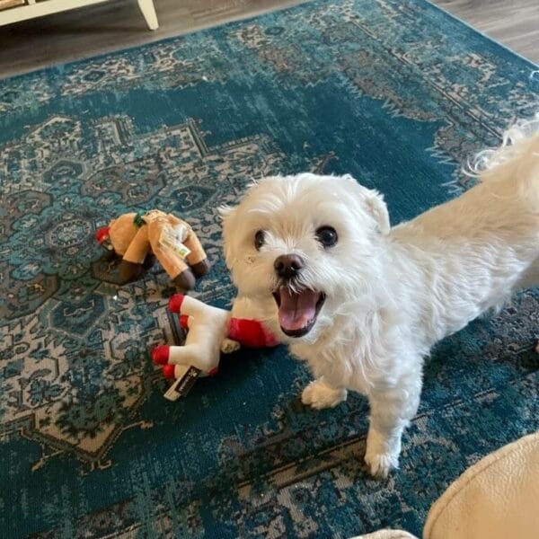 rZkX-conv-attach-123709947